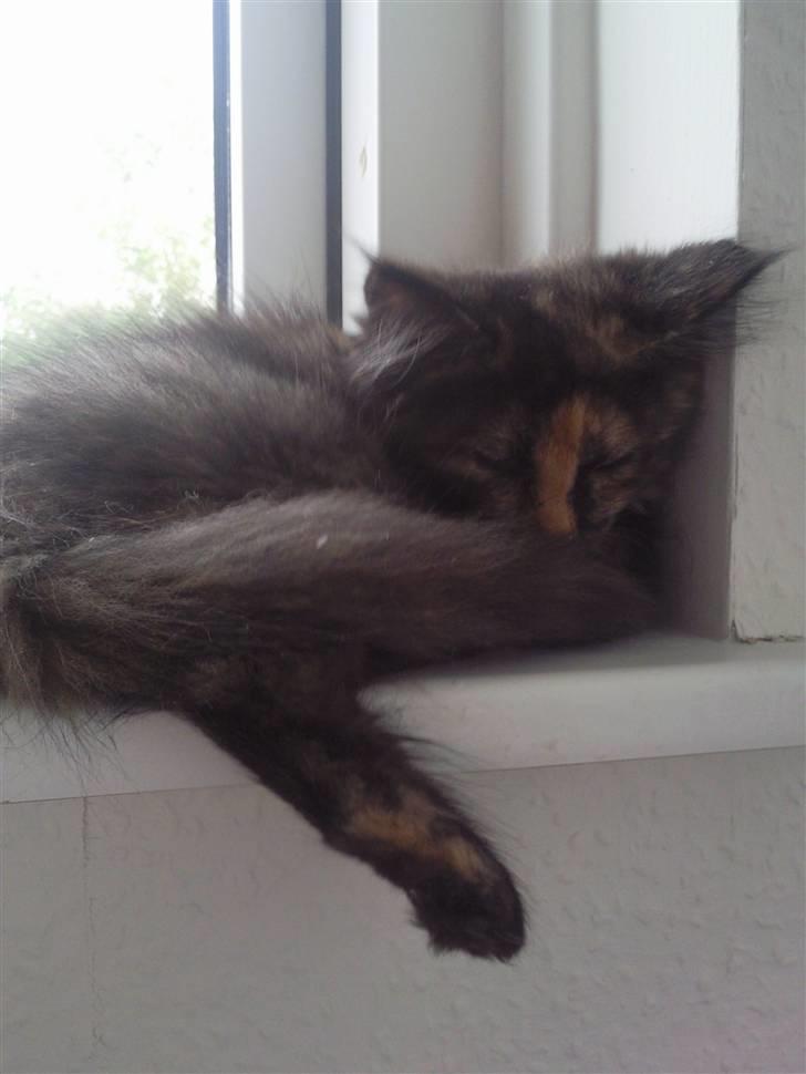 Maine Coon Lula billede 12