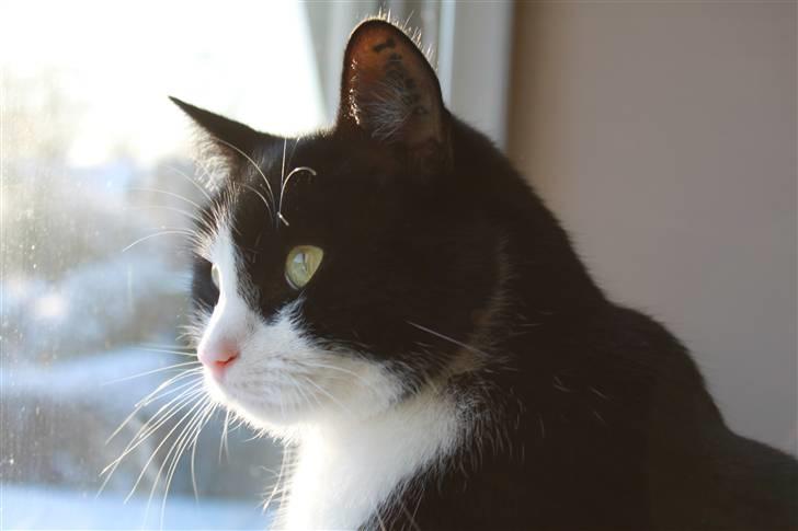 Huskat Picasso - 31/12 - 09 billede 10