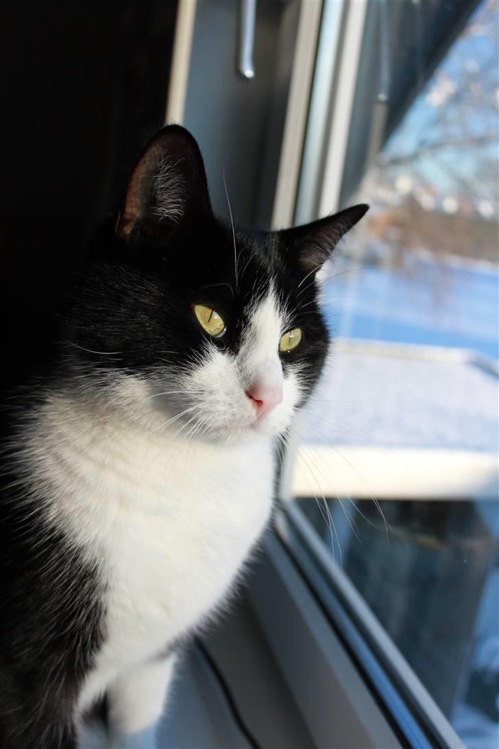 Huskat Picasso - 31/12 - 09 billede 11