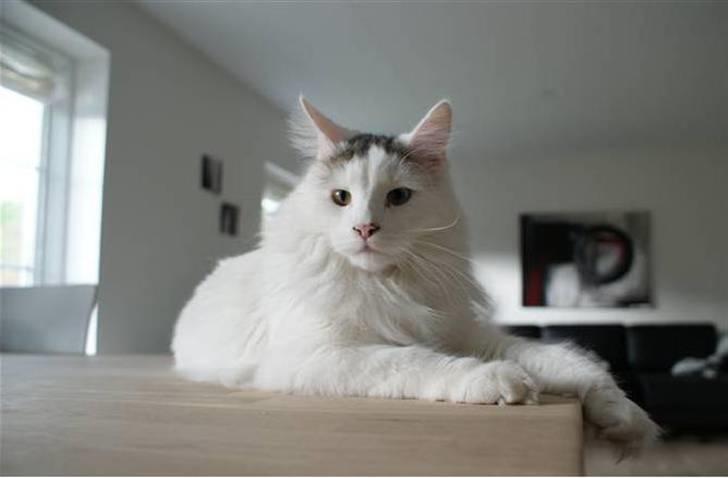 Maine Coon Poul billede 19