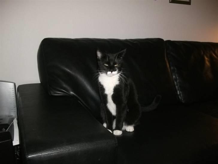 Huskat Hr. Bo billede 7