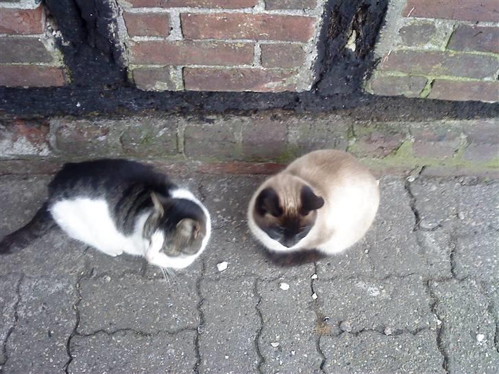 Huskat snebold død R.i.p billede 1