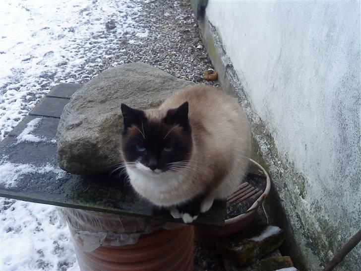 Huskat snebold død R.i.p billede 2