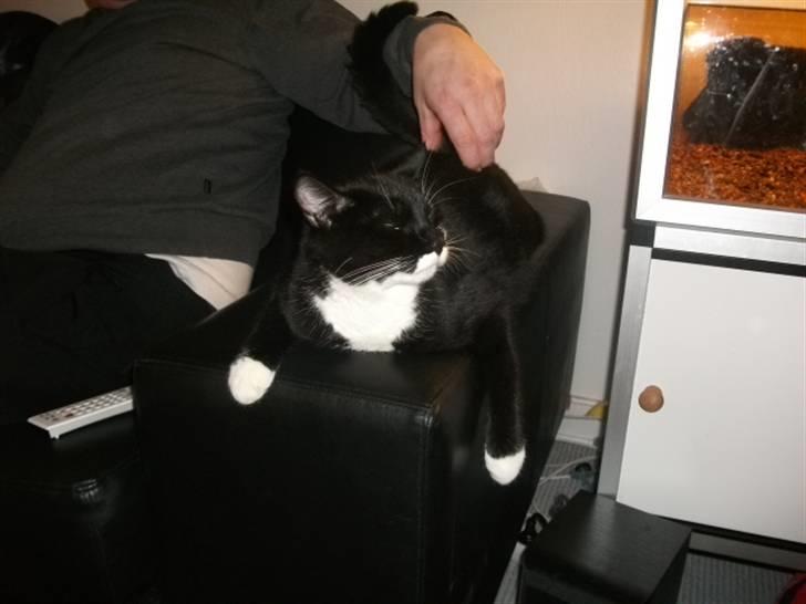 Huskat Hr. Bo billede 8