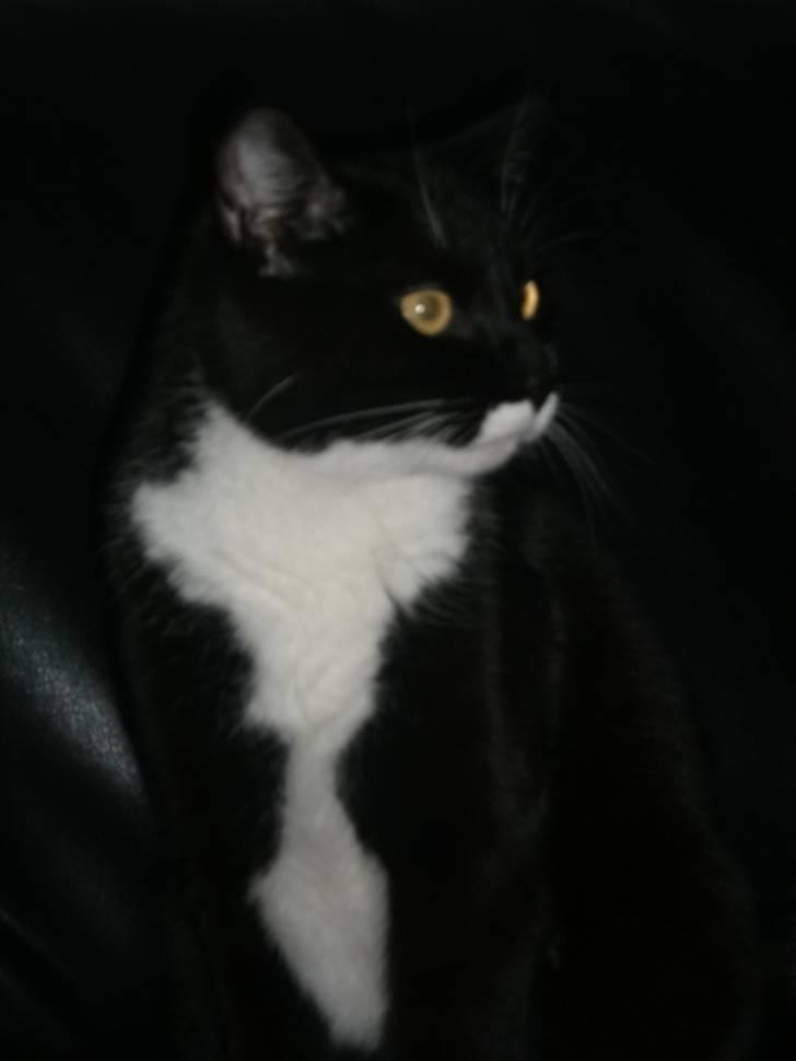 Huskat Hr. Bo billede 9