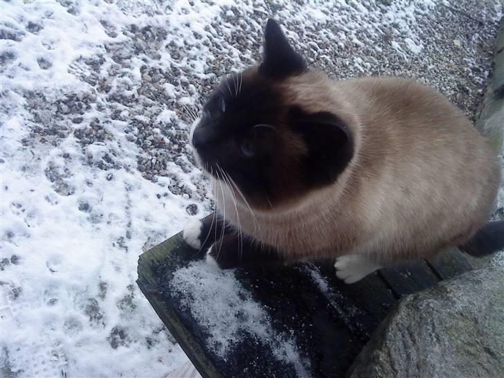 Huskat snebold død R.i.p billede 3