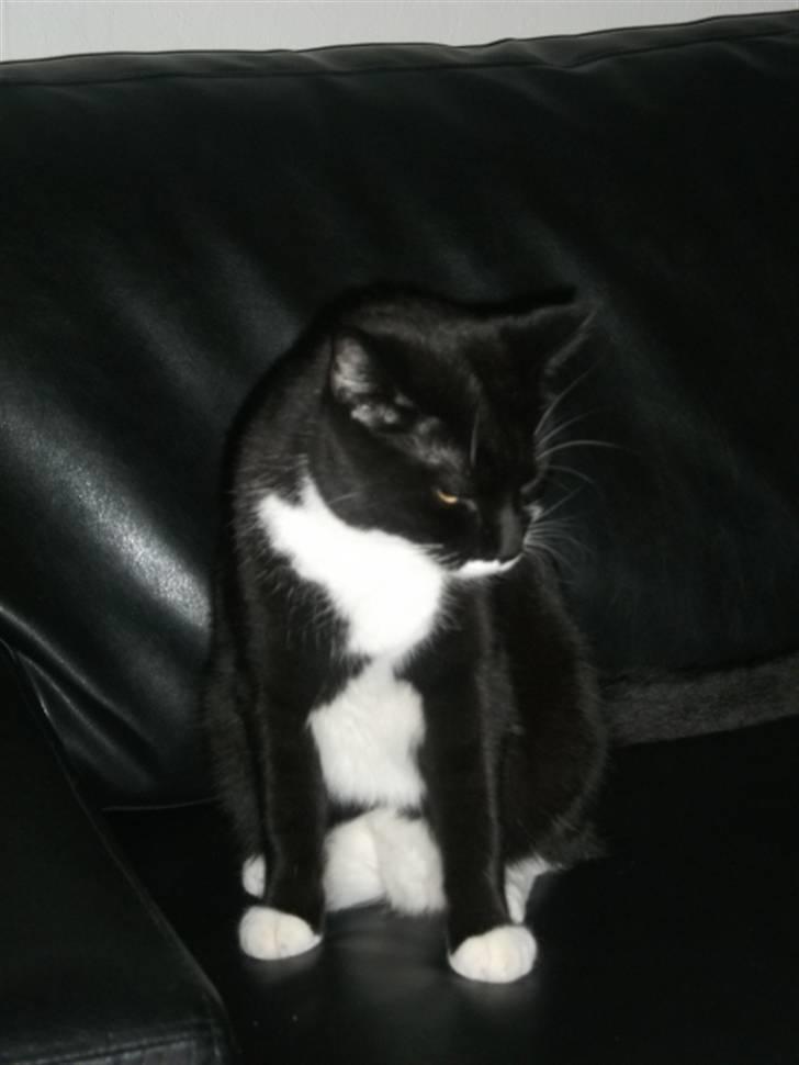 Huskat Hr. Bo billede 10