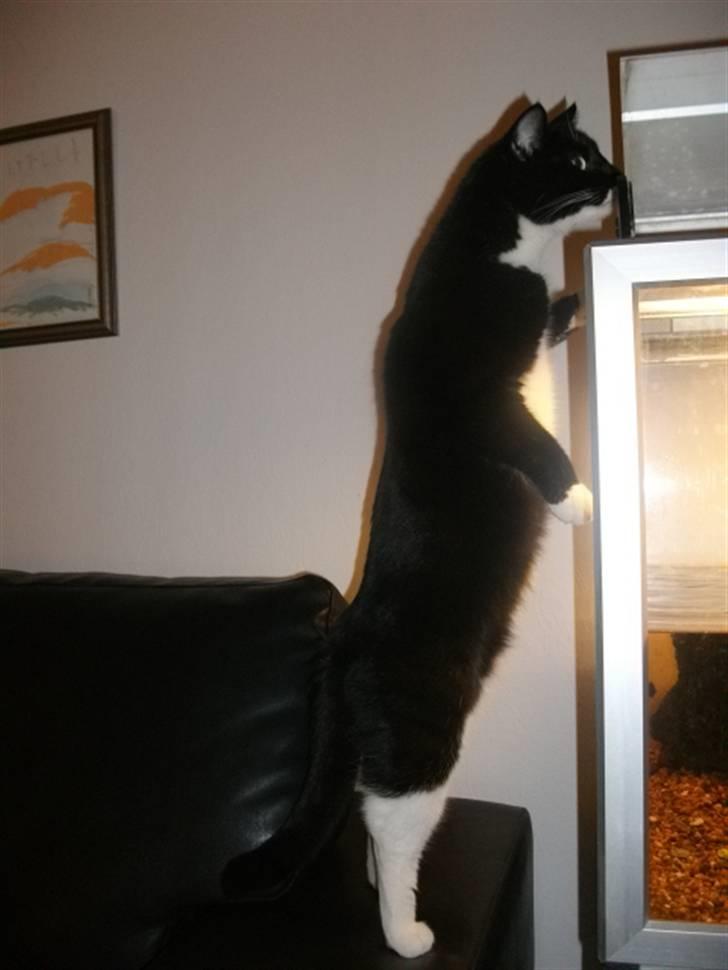 Huskat Hr. Bo billede 11