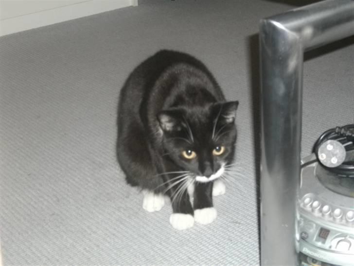 Huskat Hr. Bo billede 12