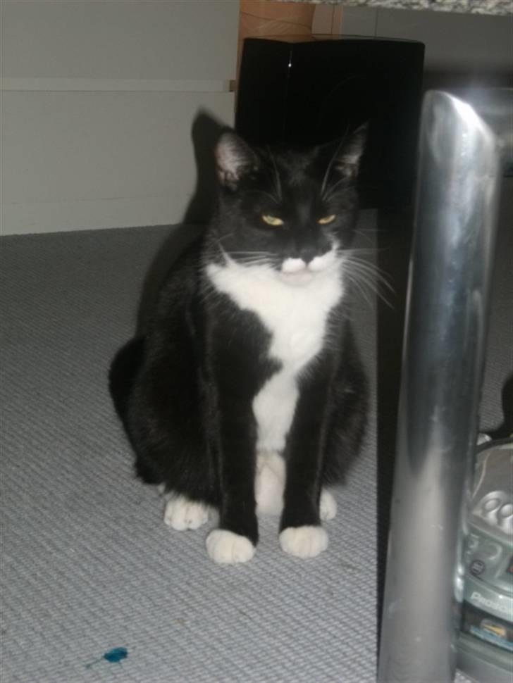 Huskat Hr. Bo billede 13