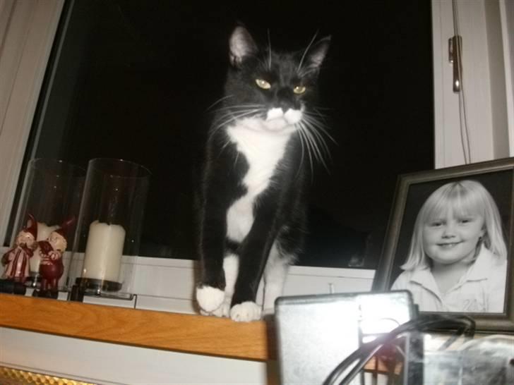 Huskat Hr. Bo billede 14