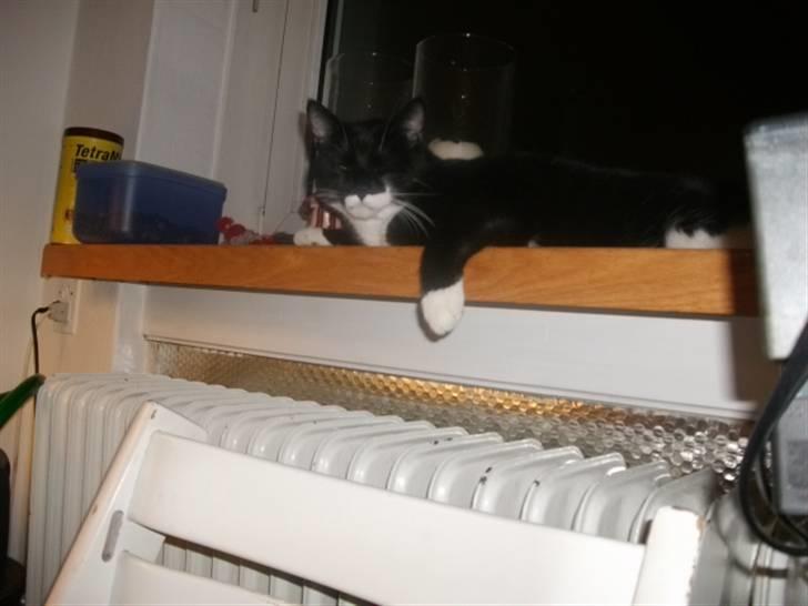 Huskat Hr. Bo billede 15