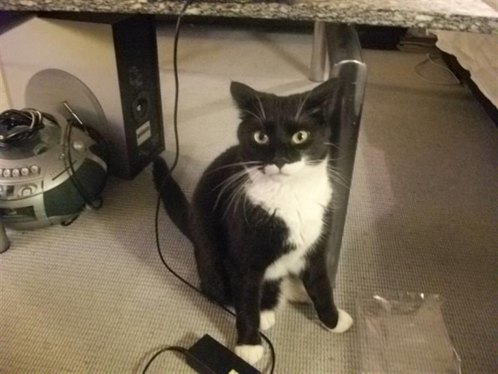 Huskat Hr. Bo billede 16