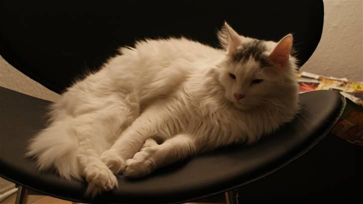 Maine Coon Poul billede 20