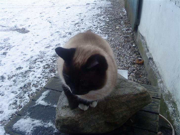 Huskat snebold død R.i.p billede 4