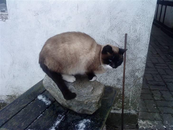 Huskat snebold død R.i.p billede 5