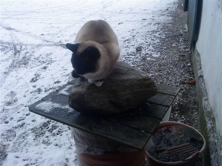 Huskat snebold død R.i.p billede 6