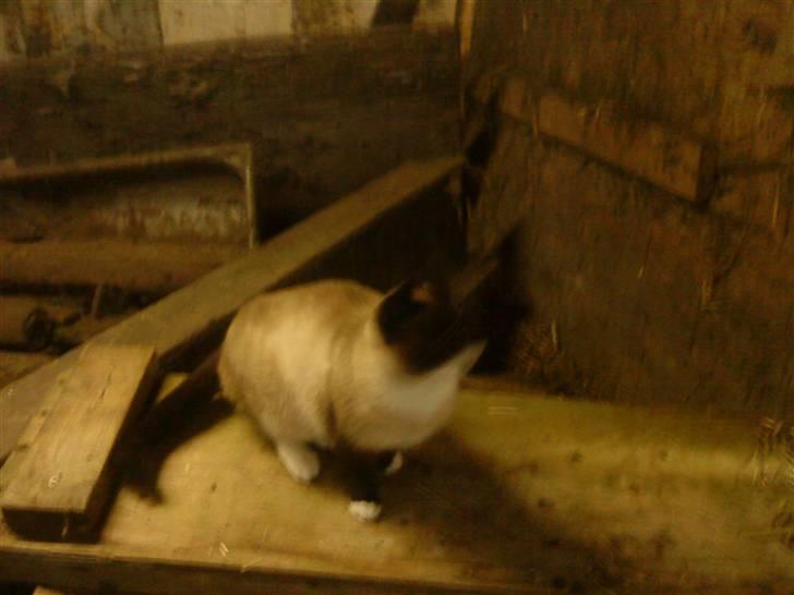 Huskat snebold død R.i.p billede 7