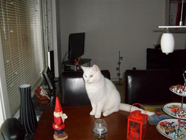 Blanding af racer Gizmo - gizmo julen 2009 billede 6