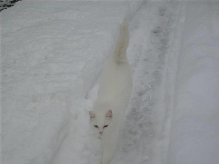 Blanding af racer Gizmo - Gizmo forsvinder helt i sneen :) billede 7