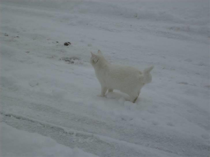Blanding af racer Gizmo - gizmo elsker at være ude. billede 8