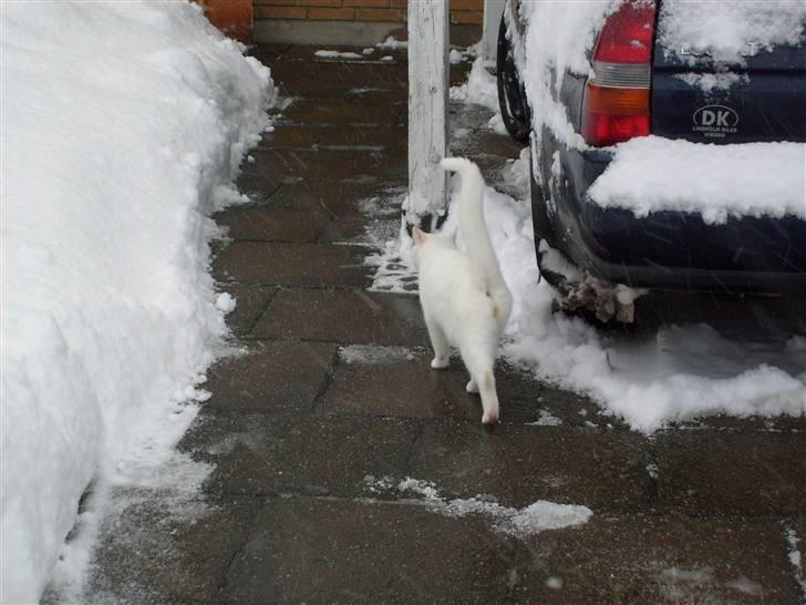 Blanding af racer Gizmo - ude godt hjemme bedst :) billede 9