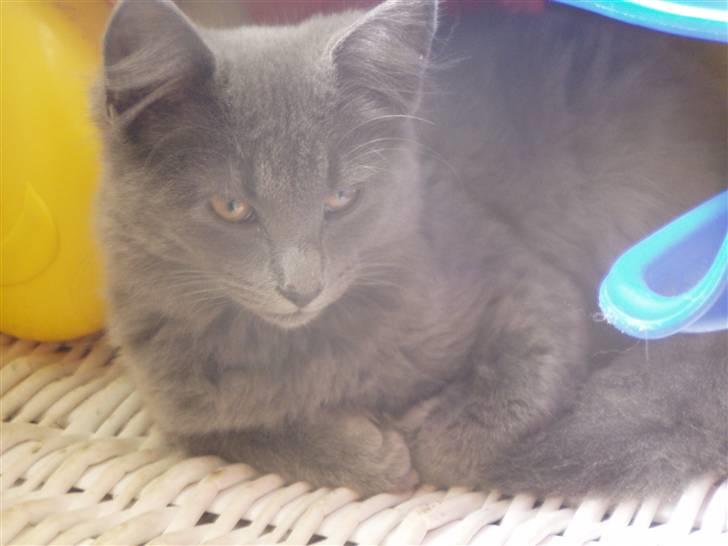 Norsk Skovkat Dk sallings Joanna  billede 1