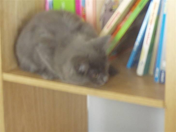 Norsk Skovkat Dk sallings Joanna  billede 2