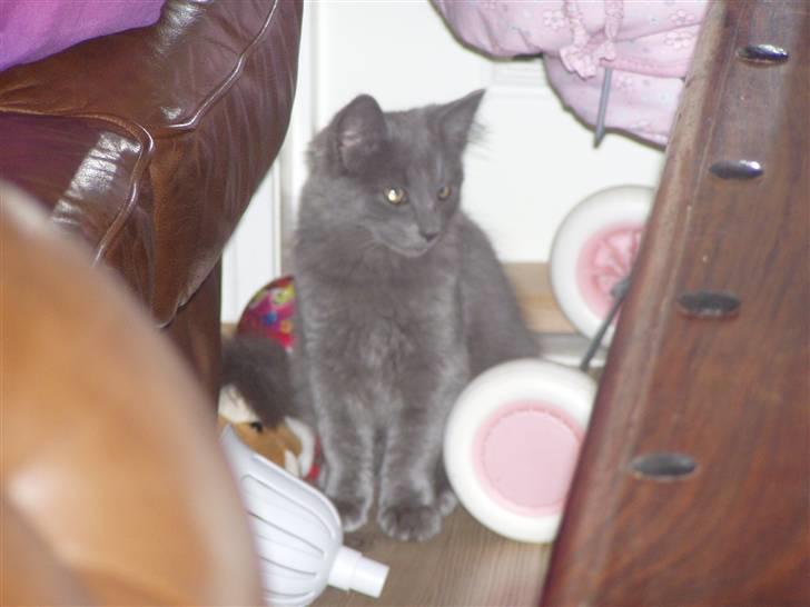 Norsk Skovkat Dk sallings Joanna  billede 3