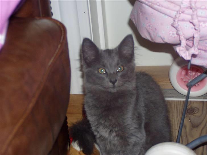 Norsk Skovkat Dk sallings Joanna  billede 4