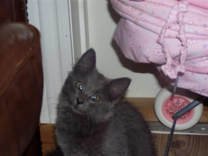 Norsk Skovkat Dk sallings Joanna  billede 5