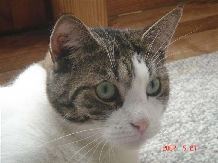 Huskat Speedy - Speedy er meget vågen. Gad vide hvad han har fået øje på. :) Foto: Karina billede 11