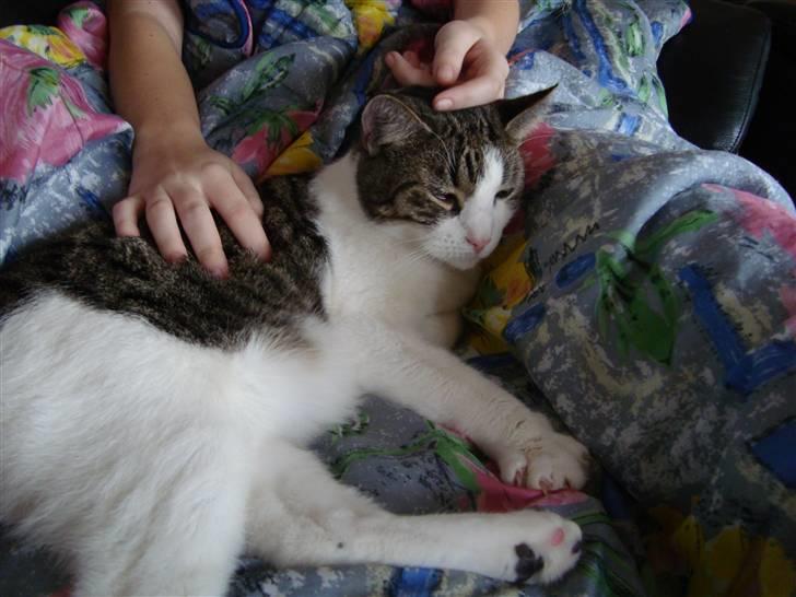 Huskat Speedy - Speedy ligger hos Karina. Foto: Kasper billede 12