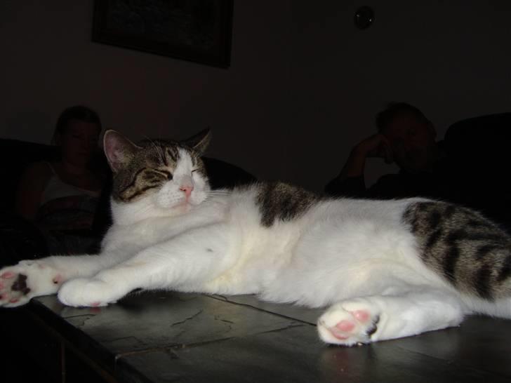 Huskat Speedy - Speedy sover på sofabordet. Foto: Kasper billede 13