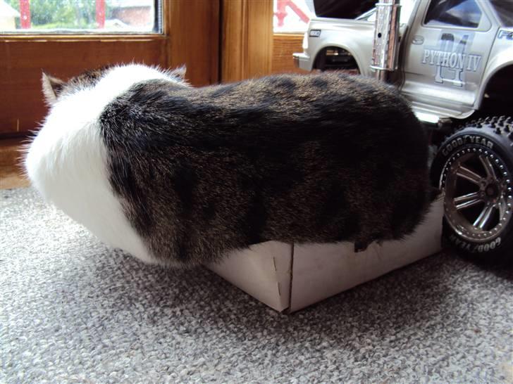 Huskat Speedy - Igen Speedy i den lille kasse. Foto: Karina billede 14