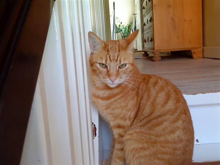 Huskat fidolin<33 - heey og velkommen til fidolins profil billede 1