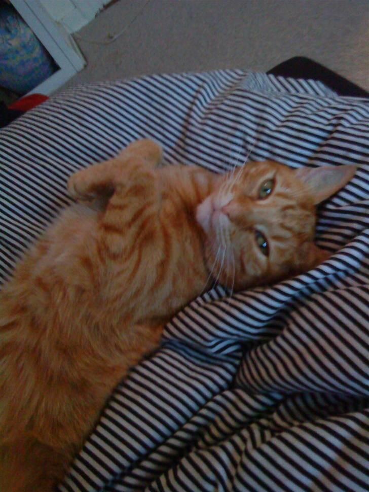 Huskat fidolin<33 billede 2