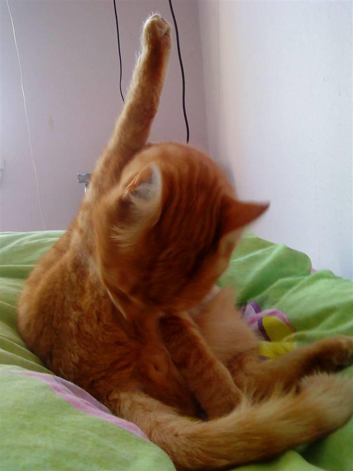 Huskat fidolin<33 billede 3