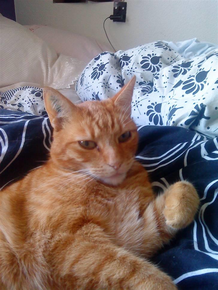 Huskat fidolin<33 billede 4