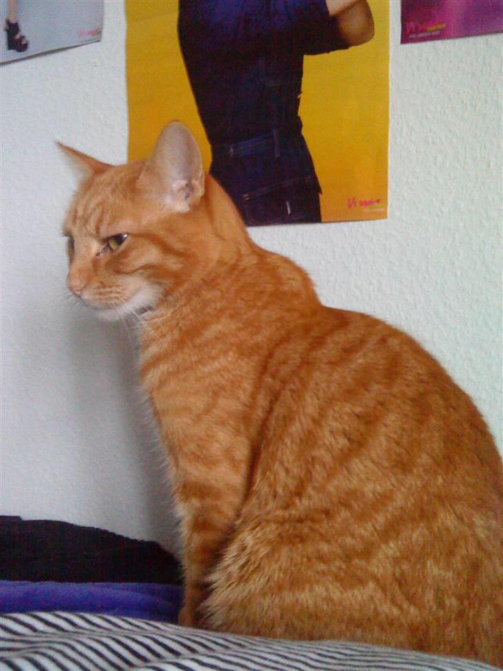 Huskat fidolin<33 billede 5