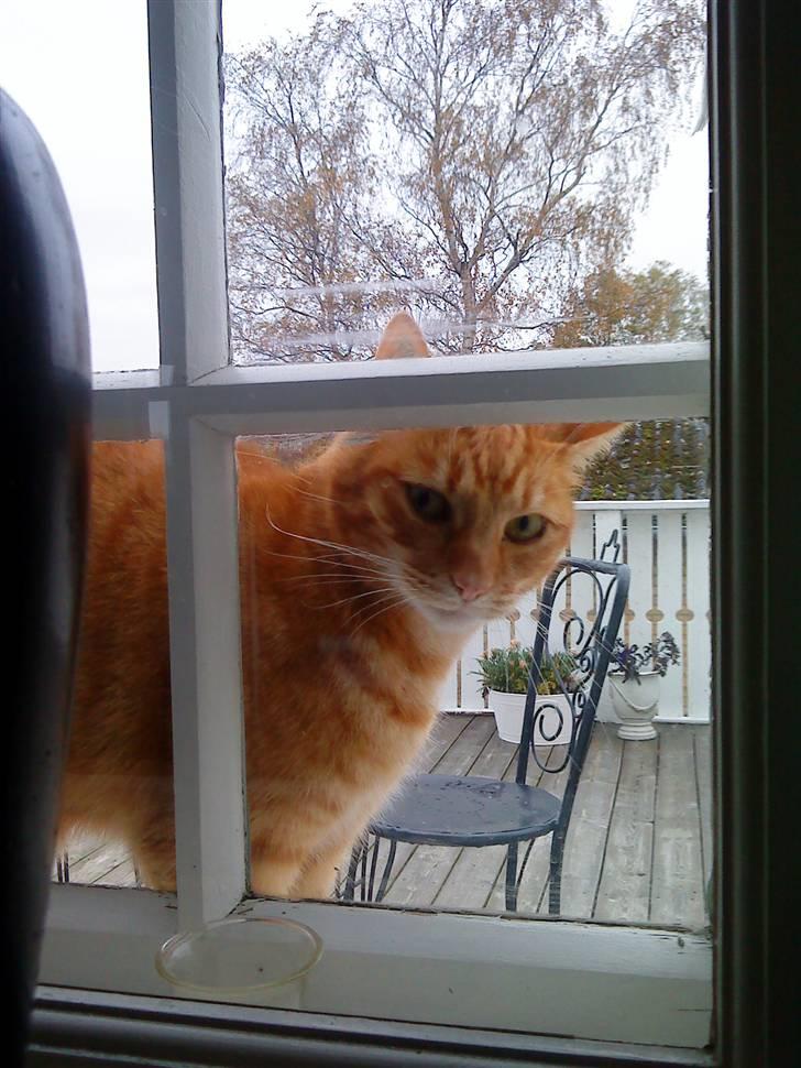 Huskat fidolin<33 billede 6