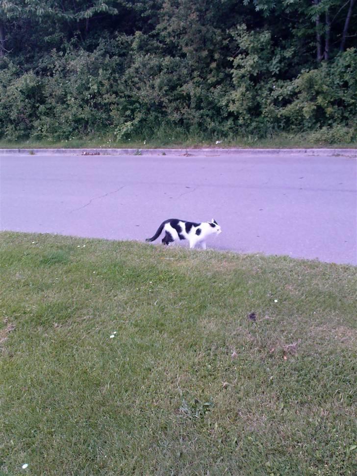 Huskat Vincent *R.I.P.1.-7.2010* billede 1