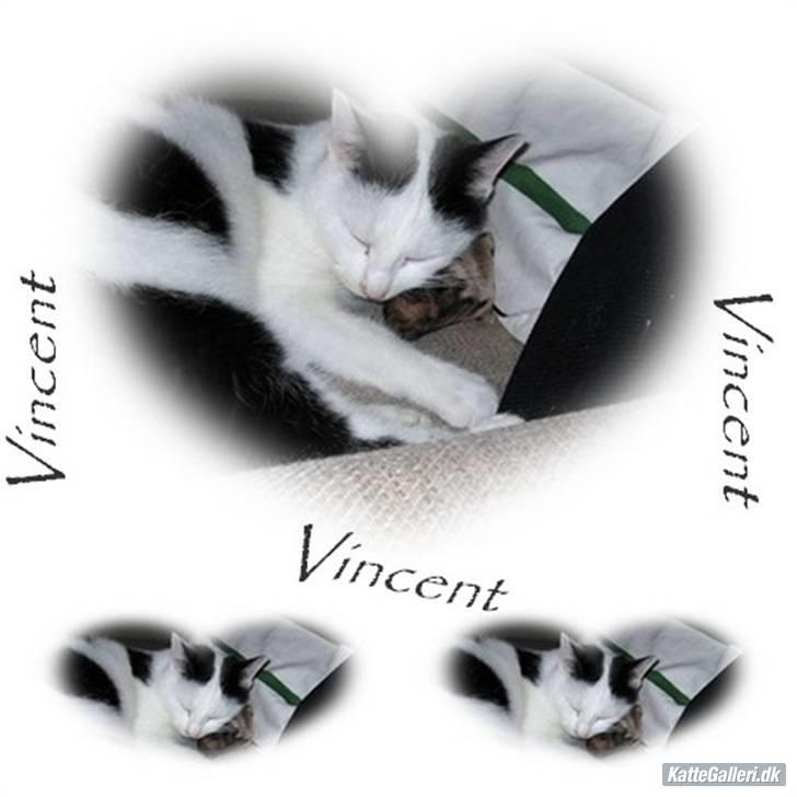 Huskat Vincent *R.I.P.1.-7.2010* - Vincent og hans elskede baldrianhørmer:) billede 2