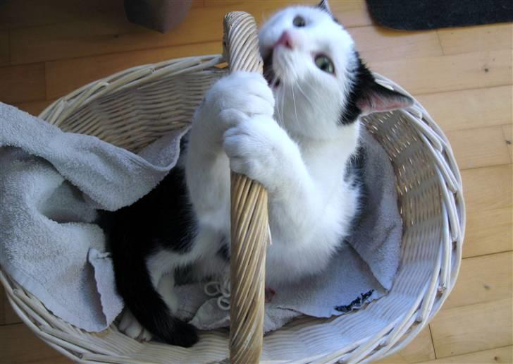 Huskat Vincent *R.I.P.1.-7.2010* - Meget farlig kat - kurvekat;-P billede 3