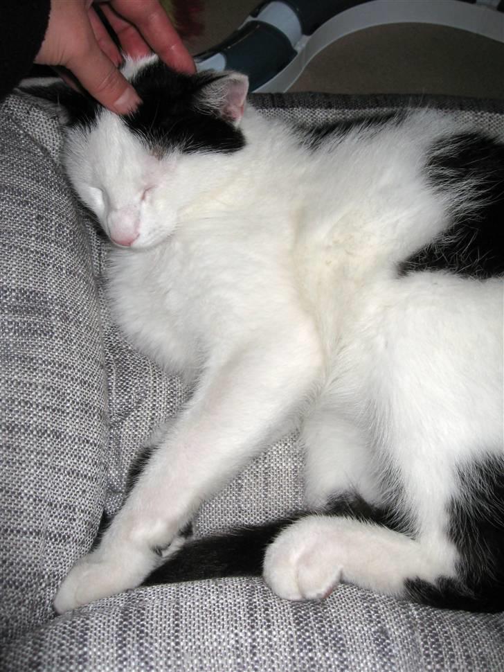 Huskat Vincent *R.I.P.1.-7.2010* billede 5