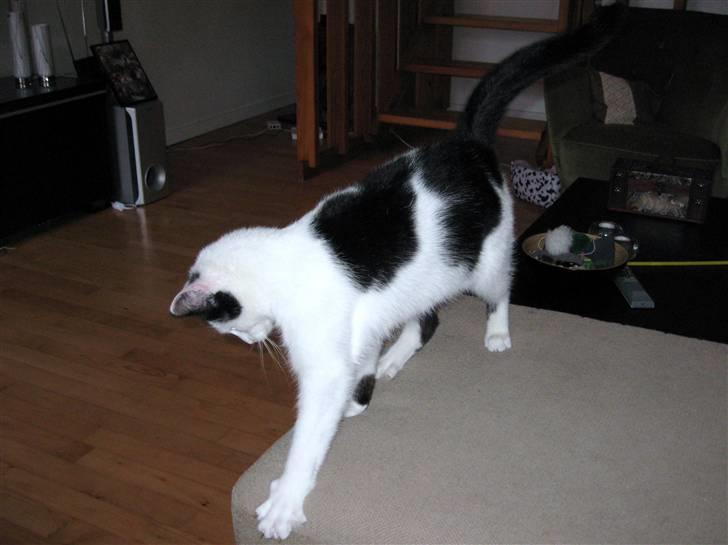 Huskat Vincent *R.I.P.1.-7.2010* - "Mon det er en mus?" billede 6