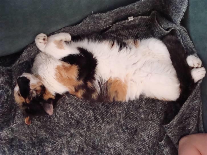 Huskat Mille billede 3