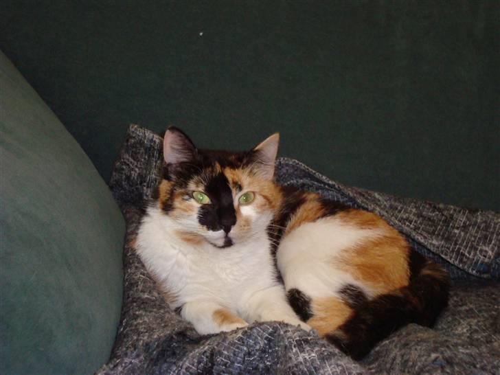 Huskat Mille billede 4