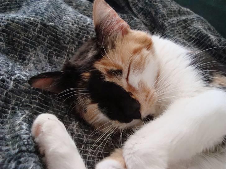 Huskat Mille billede 5