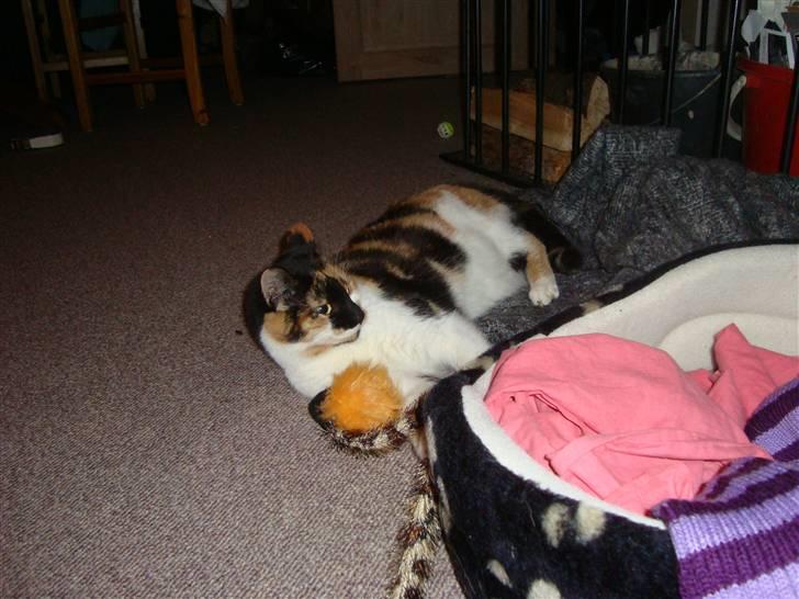 Huskat Mille billede 6